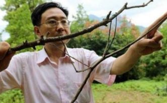 最新世界上最长的昆虫62.4厘米竹节虫 附：发现于中国