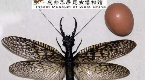 最新世界上最长的昆虫62.4厘米竹节虫,发现于中国