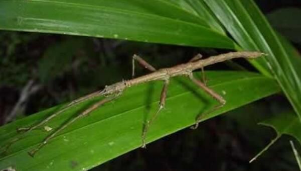 最新世界上最长的昆虫62.4厘米竹节虫,发现于中国