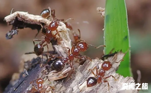 最吓人蚂蚁排行榜,红火蚁排榜上第一