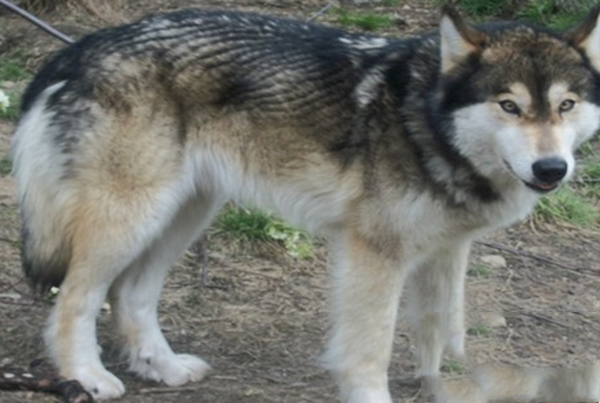 世界十大令人惊叹的杂交动物,狼狗是狼和家犬的混血儿