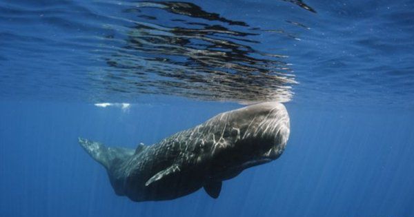 大脑最大的动物,抹香鲸大脑体积约为8000立方厘米
