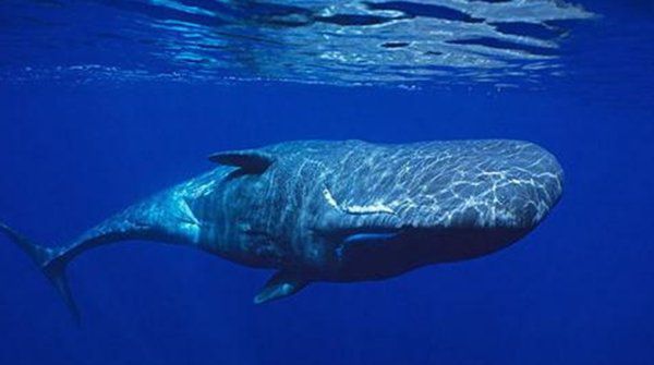 大脑最大的动物,抹香鲸大脑体积约为8000立方厘米