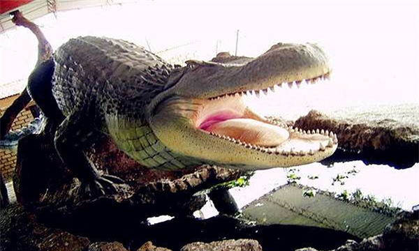 普鲁斯鳄的生存年代及特点