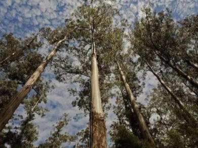 盘点世界上最高的十种树,世界上最高的树有多高