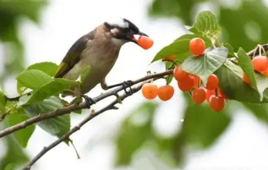 为何很少有蓝色的水果,鸟类传播少水果中的物质影响