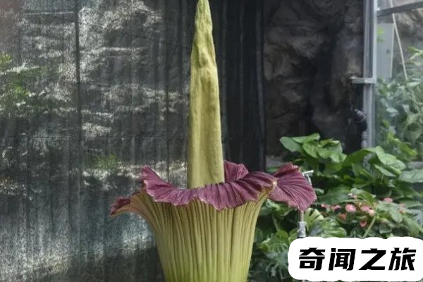 尸香魔芋是世界珍稀濒危植物,一种消失上千年的诡异花朵