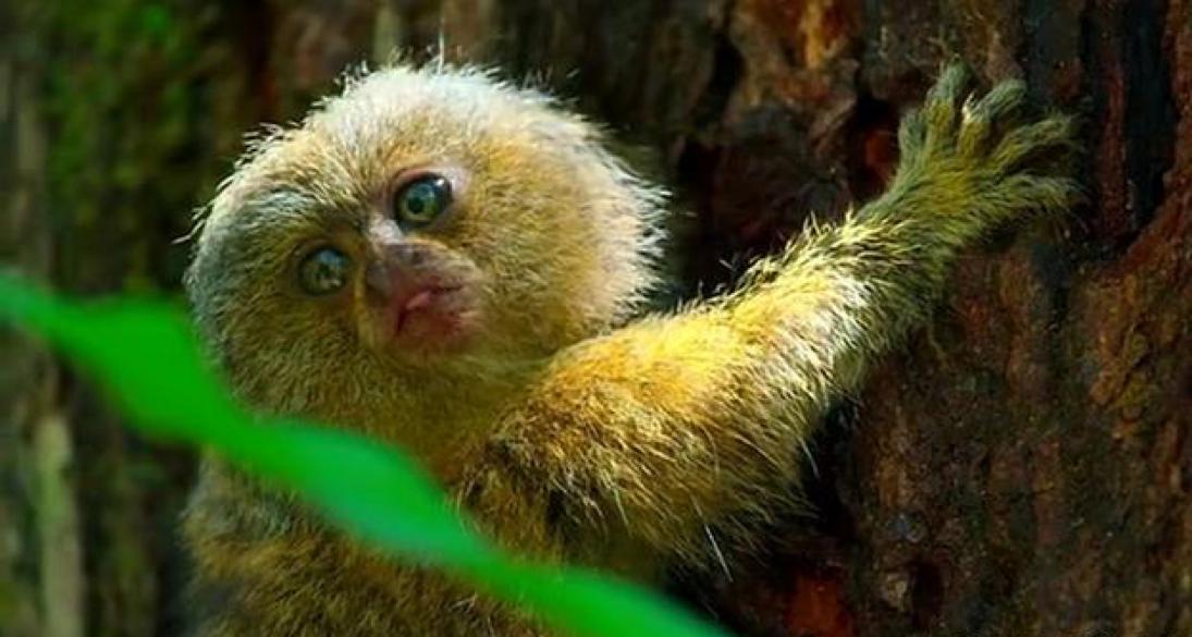 世界上超级小的猴子,侏儒狨猴体重只有,100,克