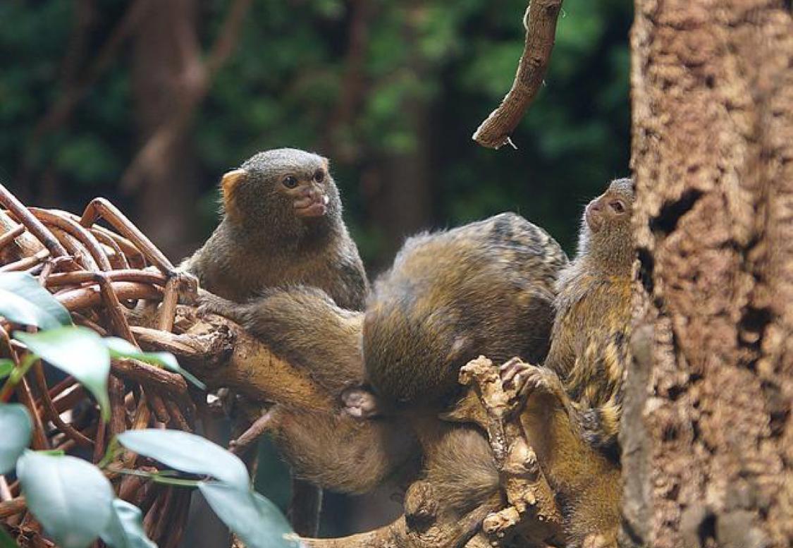 世界上超级小的猴子,侏儒狨猴体重只有,100,克