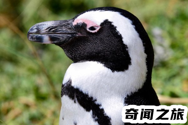 非洲有企鹅吗西海岸生活着一种斑嘴环企鹅,属于濒危物种