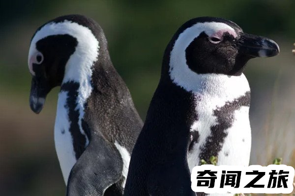非洲有企鹅吗西海岸生活着一种斑嘴环企鹅,属于濒危物种