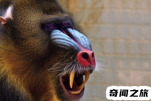 彩面山魈介绍,彩面山魈是世界上最大的一种猴子