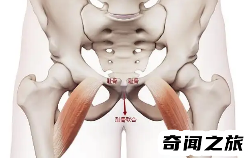 耻骨是哪个部位图片侧面,骨盆两侧骨骼的一部分