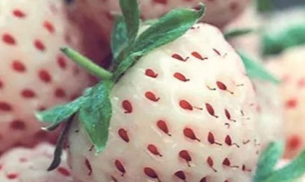 世界上最昂贵的水果,黑皮西瓜拍出人民币约3.82万元的价格