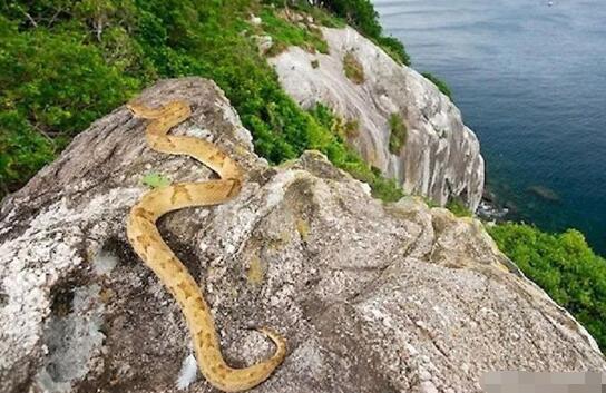 巴西蛇岛是怎么形成的,大凯马达岛为何多蛇