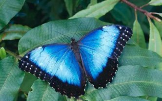 大自然中最美丽的十种蝴蝶 详细介绍：最好看的蝴蝶排行榜