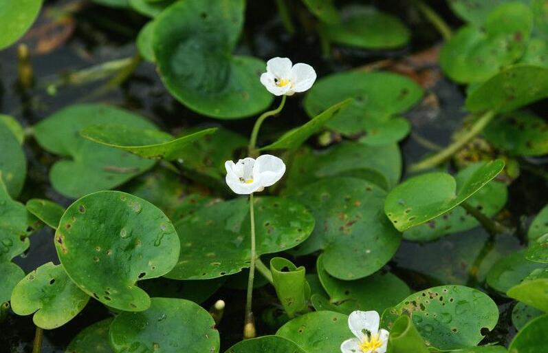 最常见的十种浮水植物,常见的水生植物的品种介绍