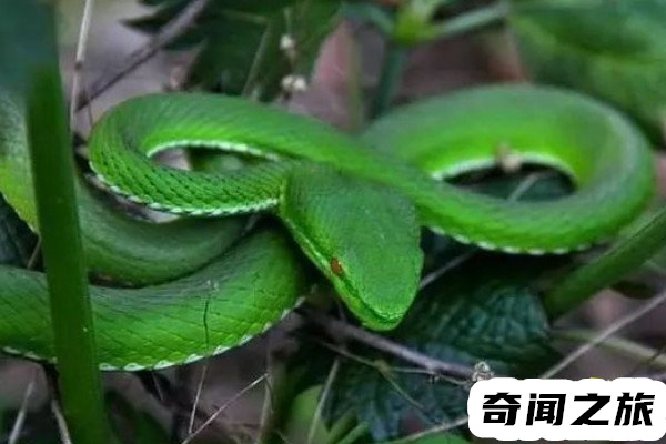 颜色最鲜艳的蛇,竹叶青瞳孔呈红色全身颜色鲜绿