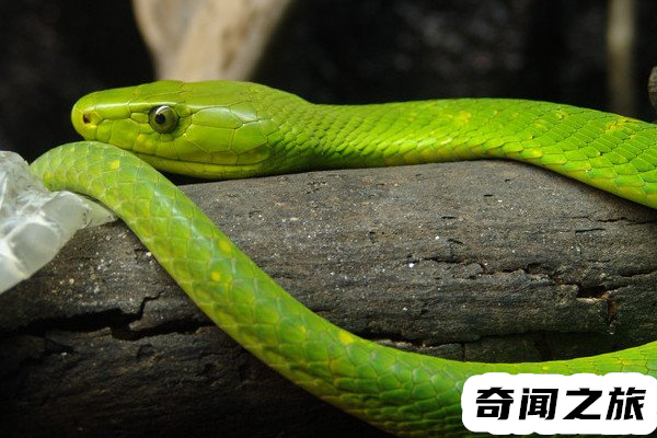 颜色最鲜艳的蛇,竹叶青瞳孔呈红色全身颜色鲜绿