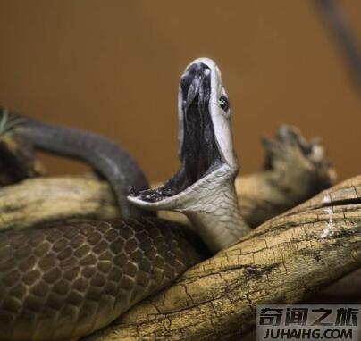 世界十大毒蛇排名第一,毒液就可杀死20万只老鼠