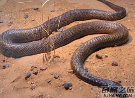 世界十大毒蛇排名第一,毒液就可杀死20万只老鼠