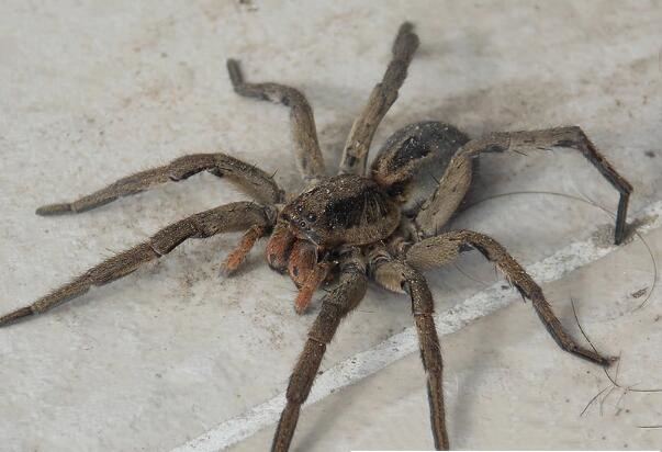 世界上最大的蜘蛛真实存在,狼蛛体长可以达到2.5公分毒性凶猛