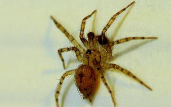 世界上最大的蜘蛛真实存在,狼蛛体长可以达到2.5公分毒性凶猛