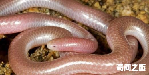 世界上最小的蛇钩盲蛇,常被误认为是蚯蚓,平均体长只有6-17厘米