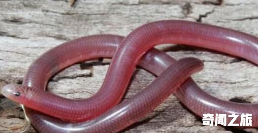 世界上最小的蛇钩盲蛇,常被误认为是蚯蚓,平均体长只有6-17厘米