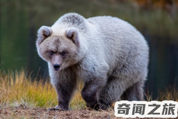 除了刺猬蛇熊还有什么冬眠,世界上有哪些动物冬眠