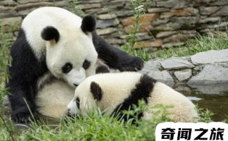 大熊猫是我国的国宝 优选：为什么大熊猫会被视为中国的国宝
