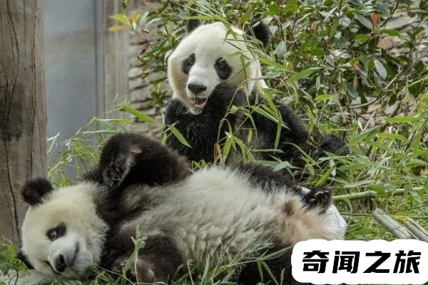 大熊猫是我国的国宝,为什么大熊猫会被视为中国的国宝
