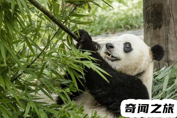 大熊猫是我国的国宝,为什么大熊猫会被视为中国的国宝