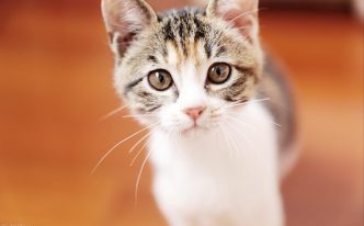中国公认最贵最漂亮的猫 详细介绍：狸花猫自然天生带有许多优点